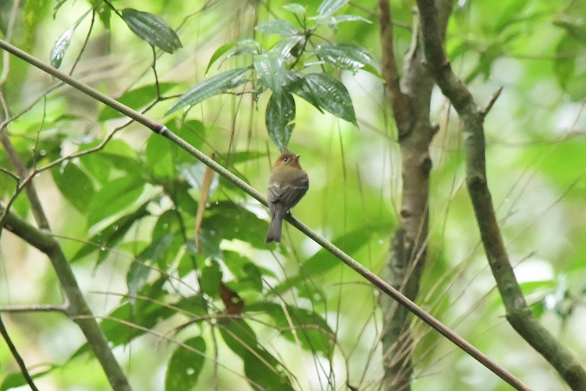 Tufted Flycatcher - ML625329421