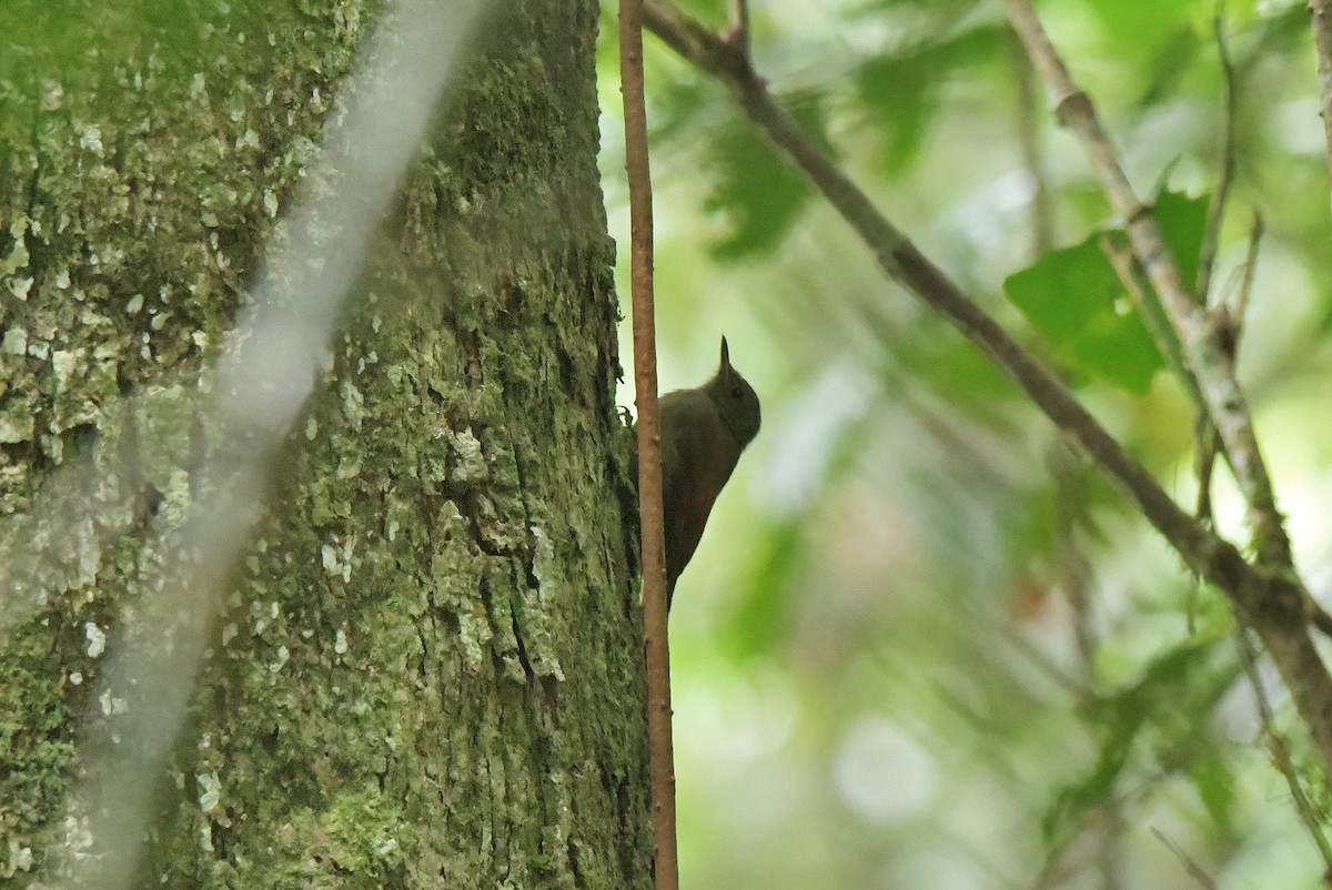 Olivaceous Woodcreeper - ML625329423