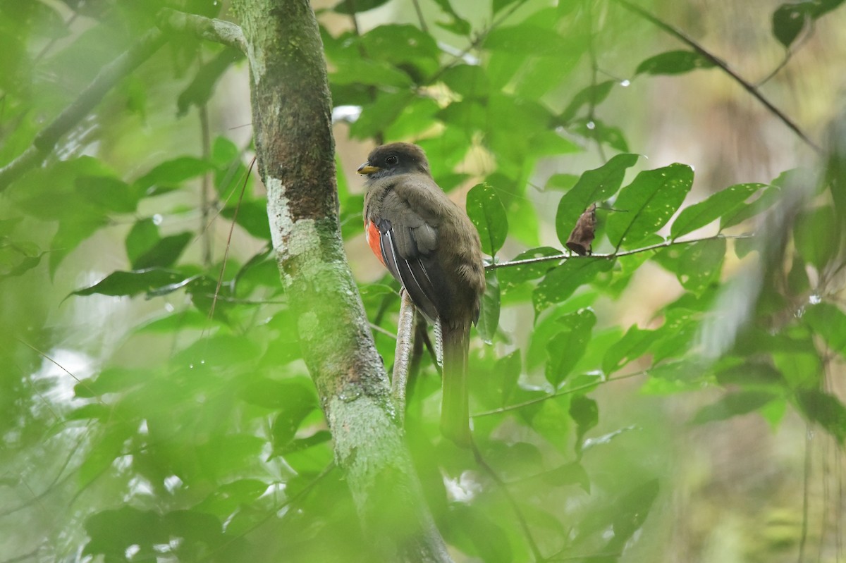 Collared Trogon - ML625329430