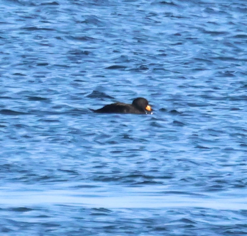 Black Scoter - ML625329433