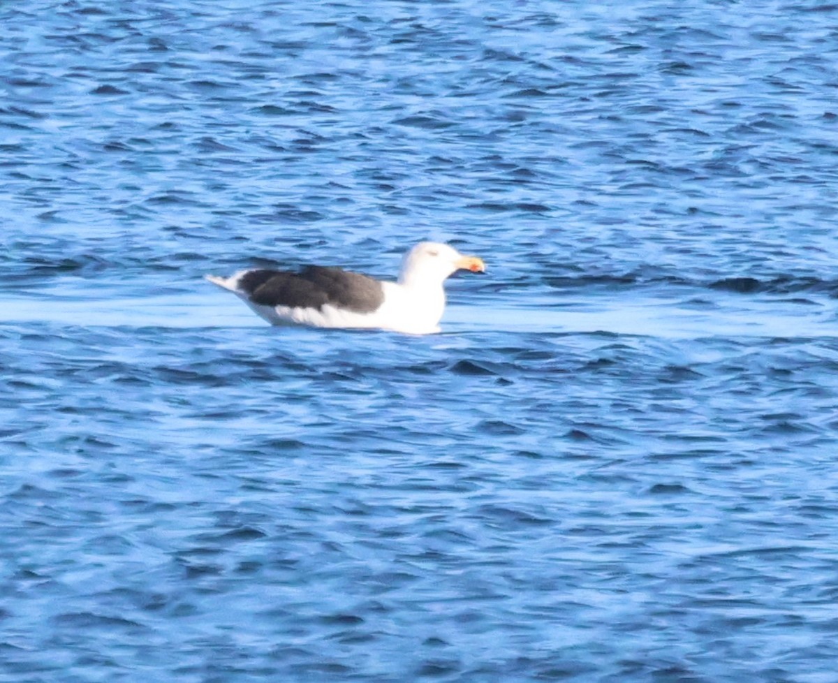 Great Black-backed Gull - ML625329439