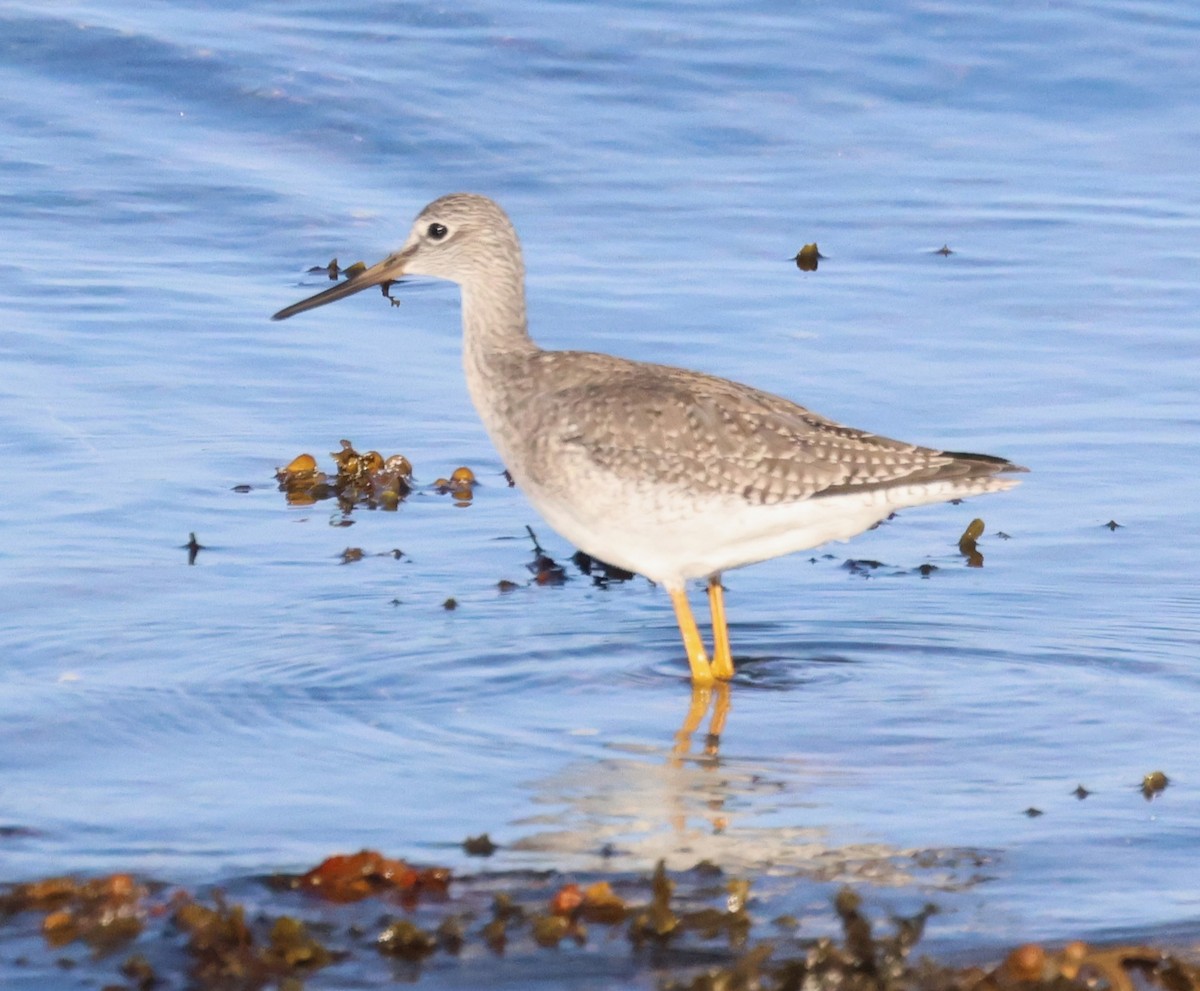Greater Yellowlegs - ML625329451