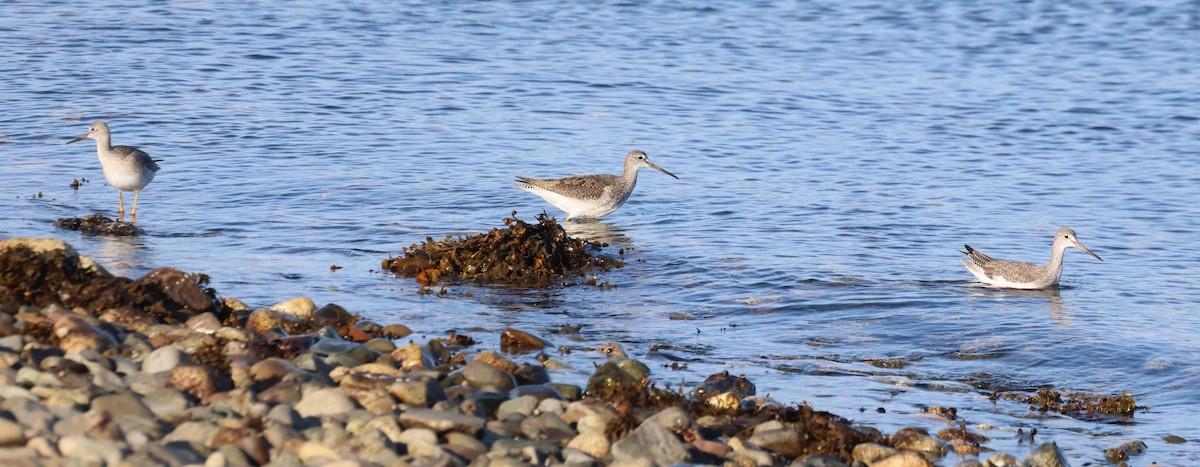Greater Yellowlegs - ML625329452