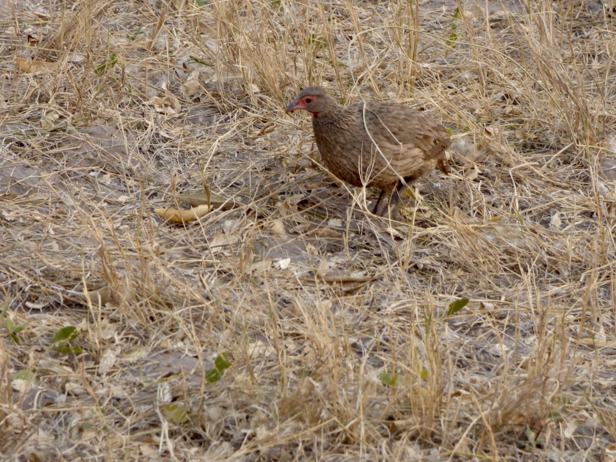 Swainson's Spurfowl - ML625329519