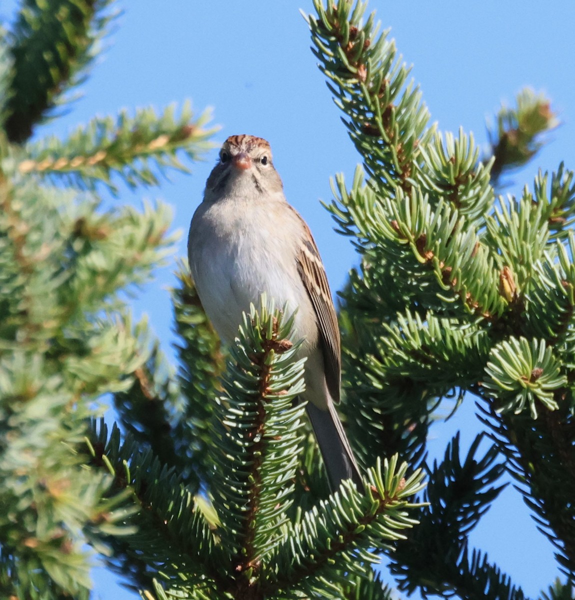 Chipping Sparrow - ML625329546