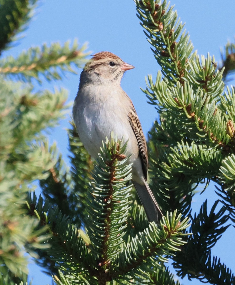 Chipping Sparrow - ML625329547