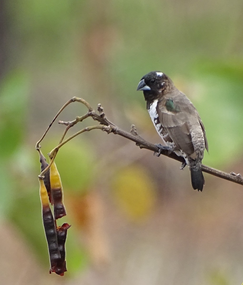 Black-and-white Mannikin - ML625329557