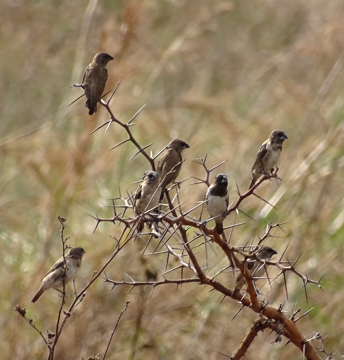 Bronze Mannikin - ML625329562