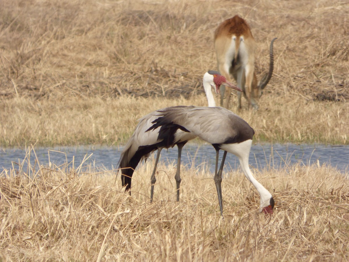 Wattled Crane - ML625329579