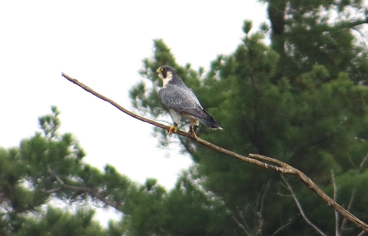 Peregrine Falcon - Vivek Govind Kumar