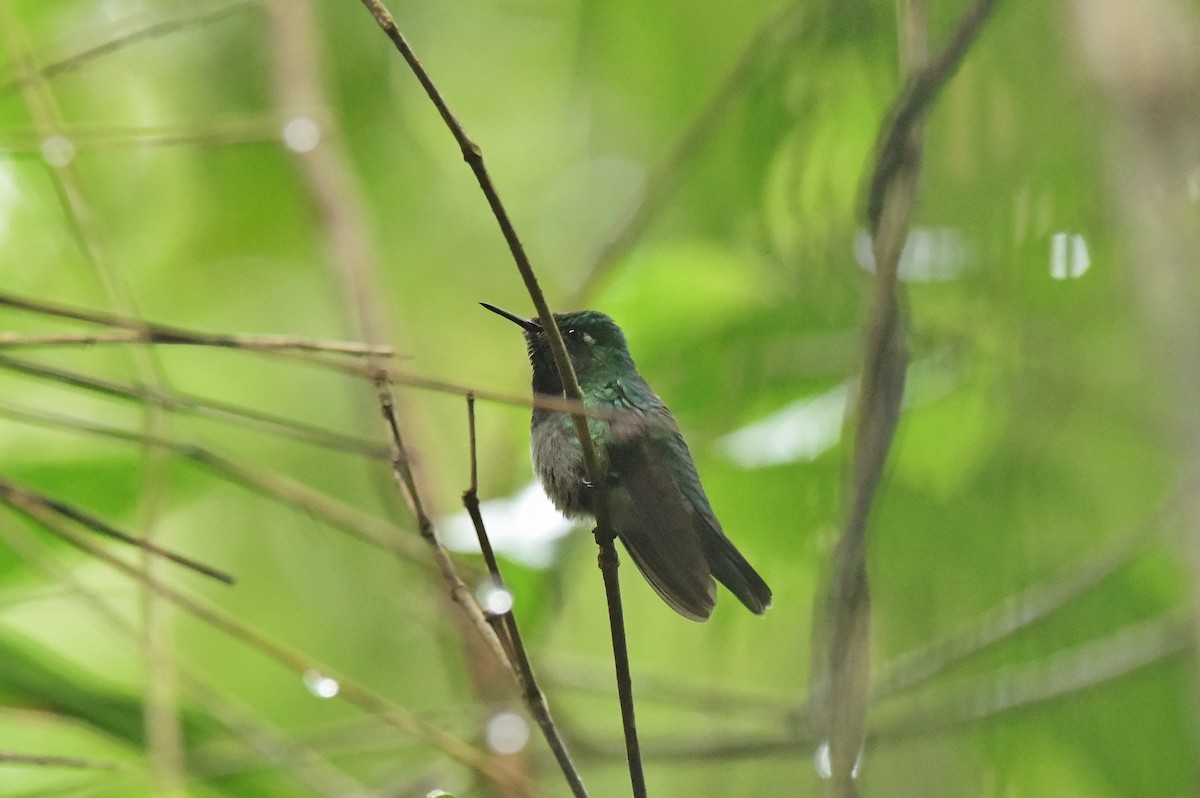 Emerald-chinned Hummingbird - ML625329614