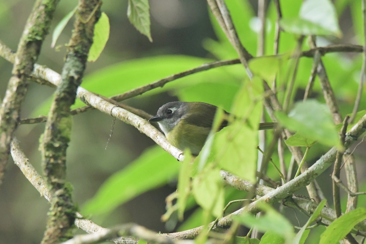 Common Chlorospingus (Middle America) - ML625329618