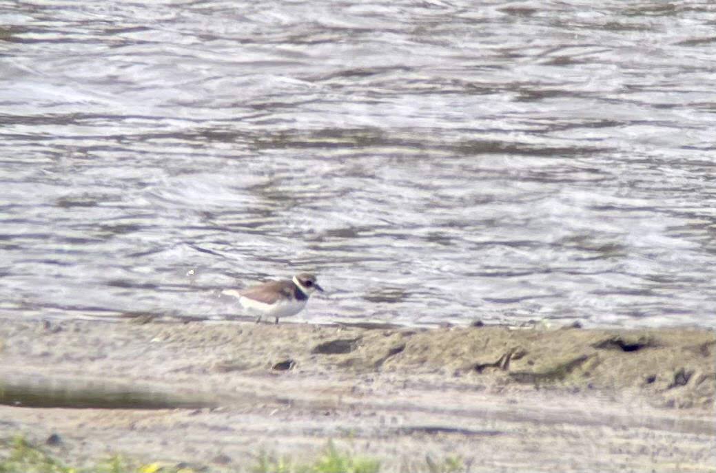 Semipalmated Plover - Pam Bruns & Ken Smith