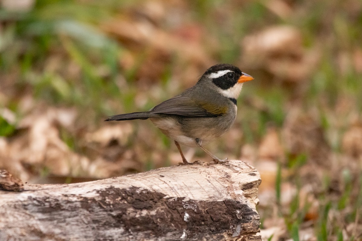 Saffron-billed Sparrow (Gray-backed) - ML625329711