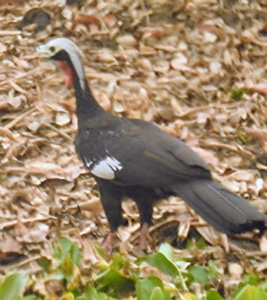 Red-throated Piping-Guan - ML625329733