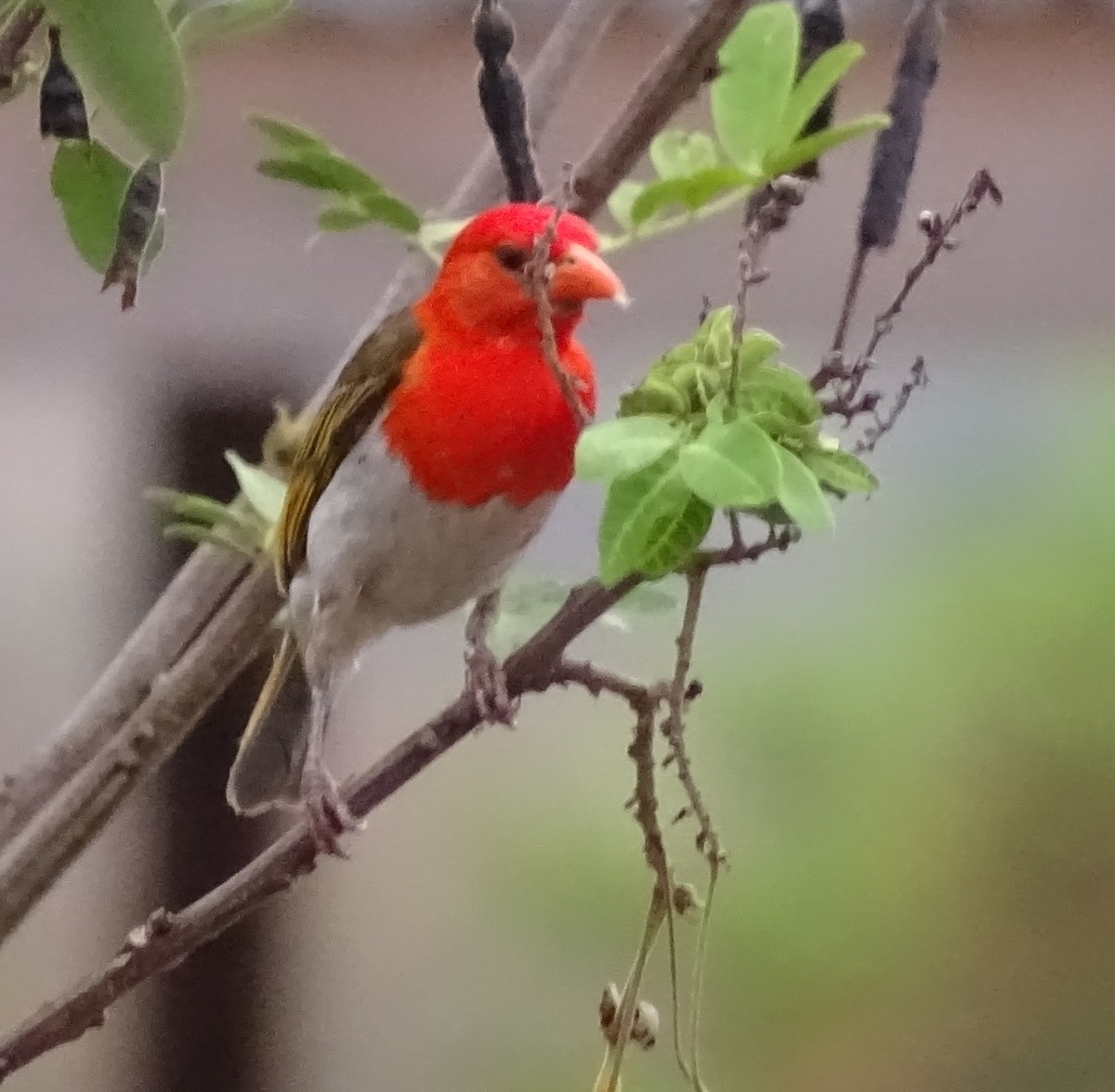 Red-headed Weaver - ML625329741