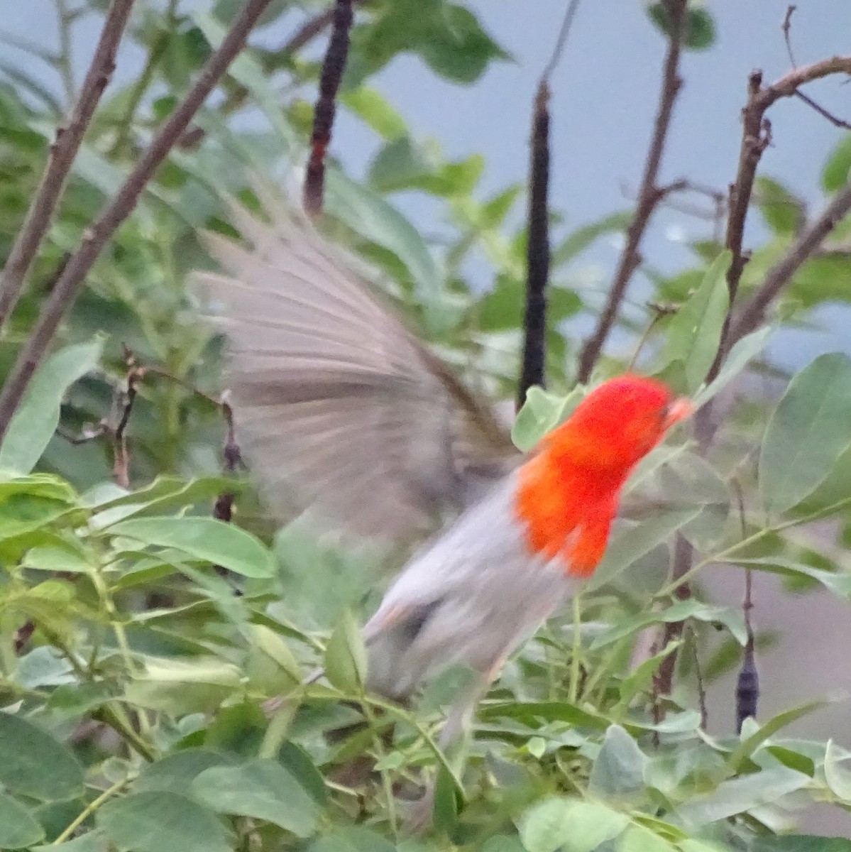 Red-headed Weaver - ML625329750