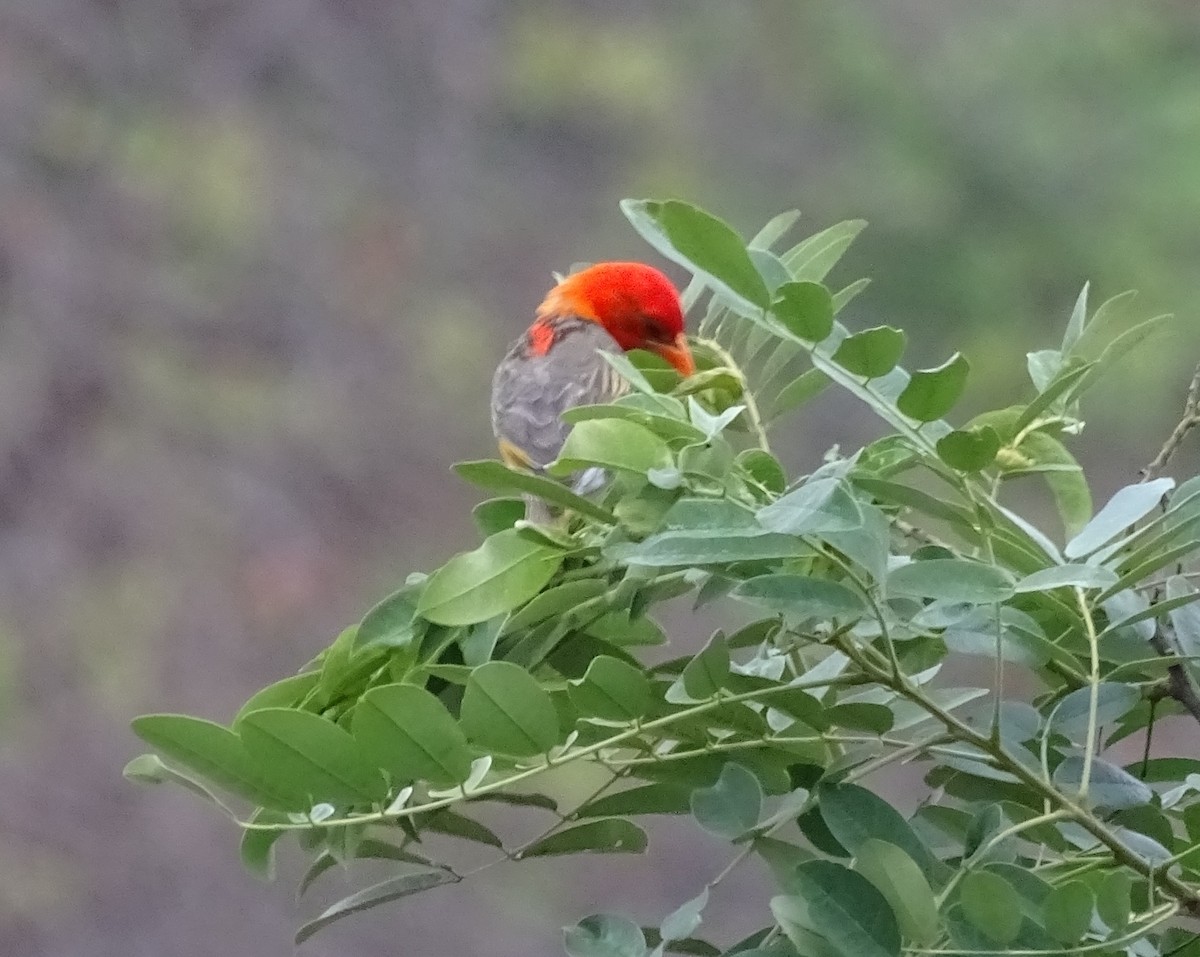 Red-headed Weaver - ML625329789