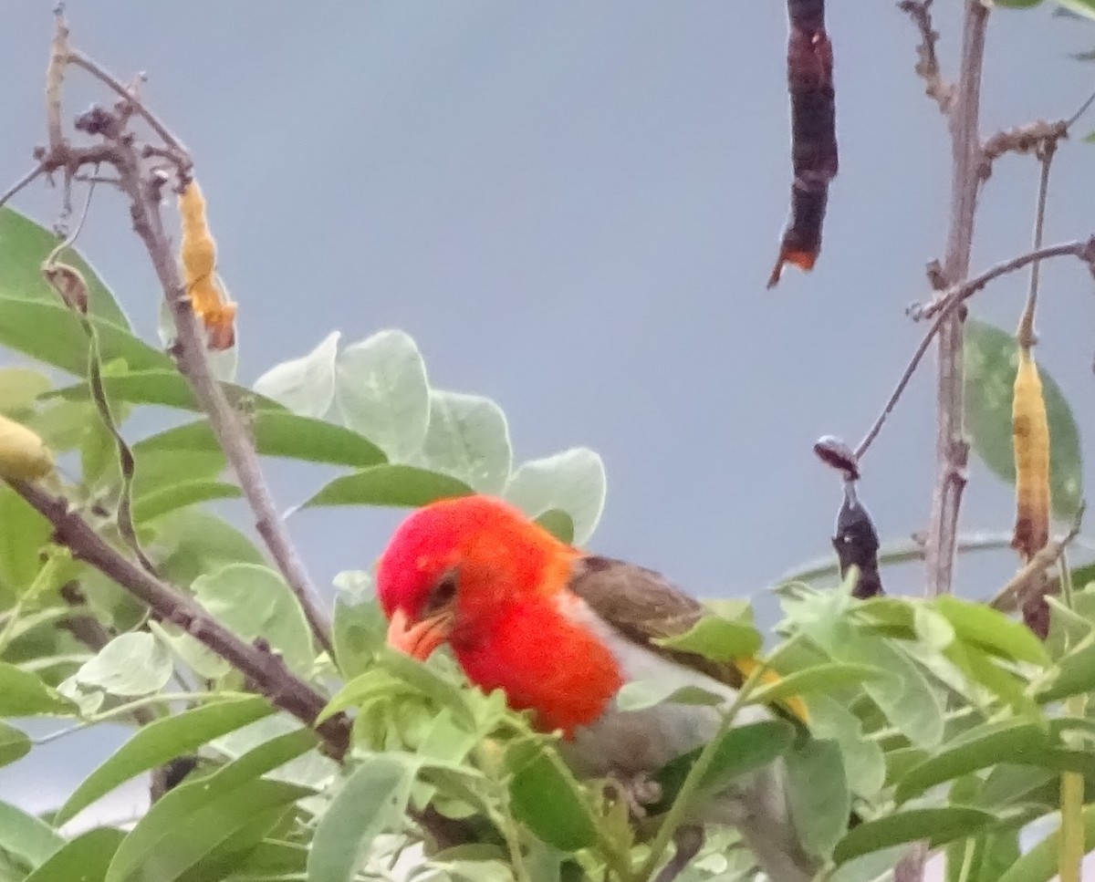 Red-headed Weaver - ML625329803