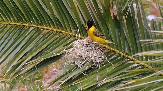 Southern Masked-Weaver - ML625329811
