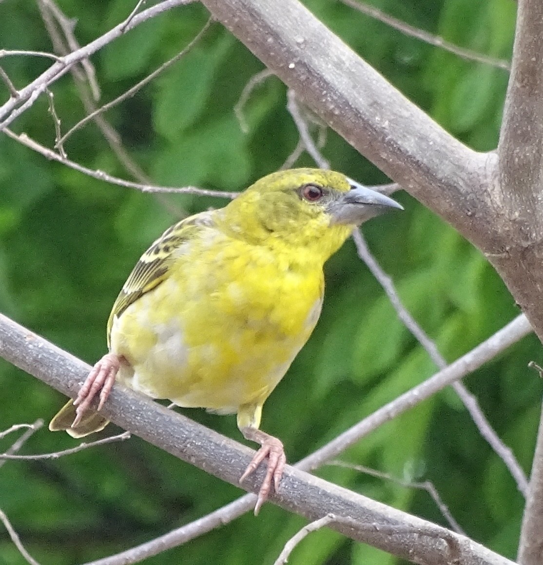 snovač zahradní - ML625329830