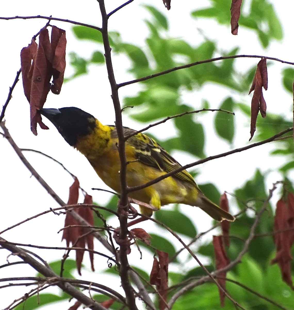 snovač zahradní - ML625329836