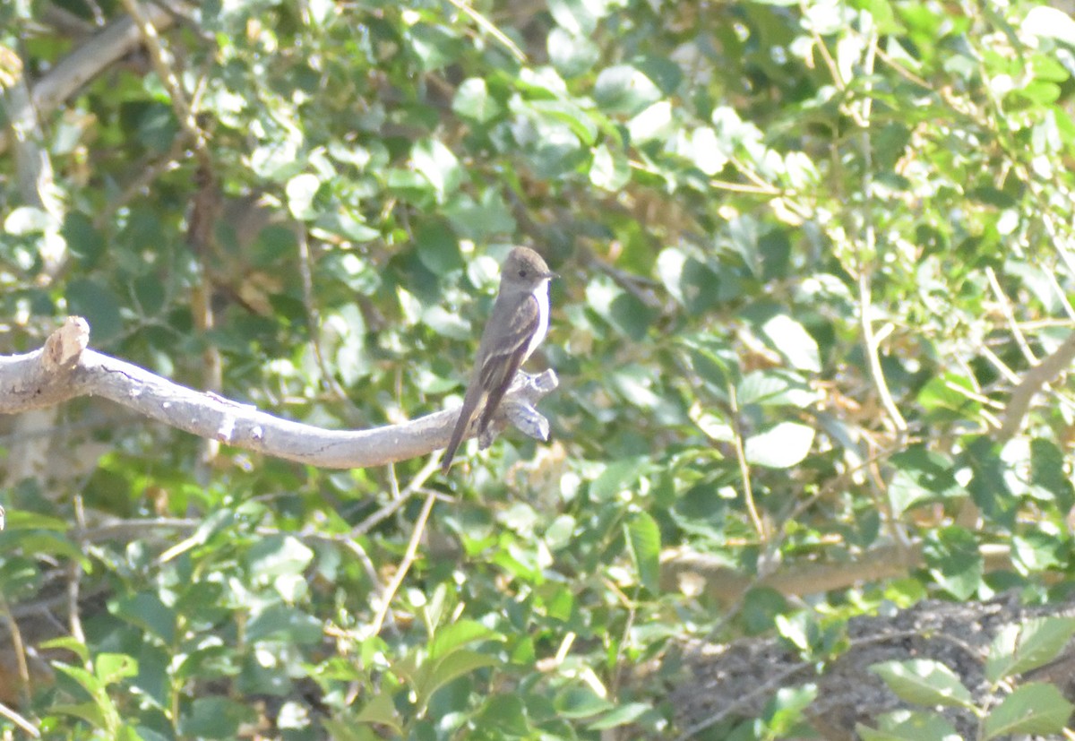 Western Wood-Pewee - Robert Tonge