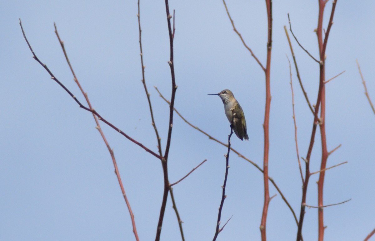 Broad-tailed Hummingbird - ML625329846