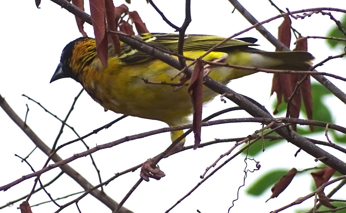 snovač zahradní - ML625329855