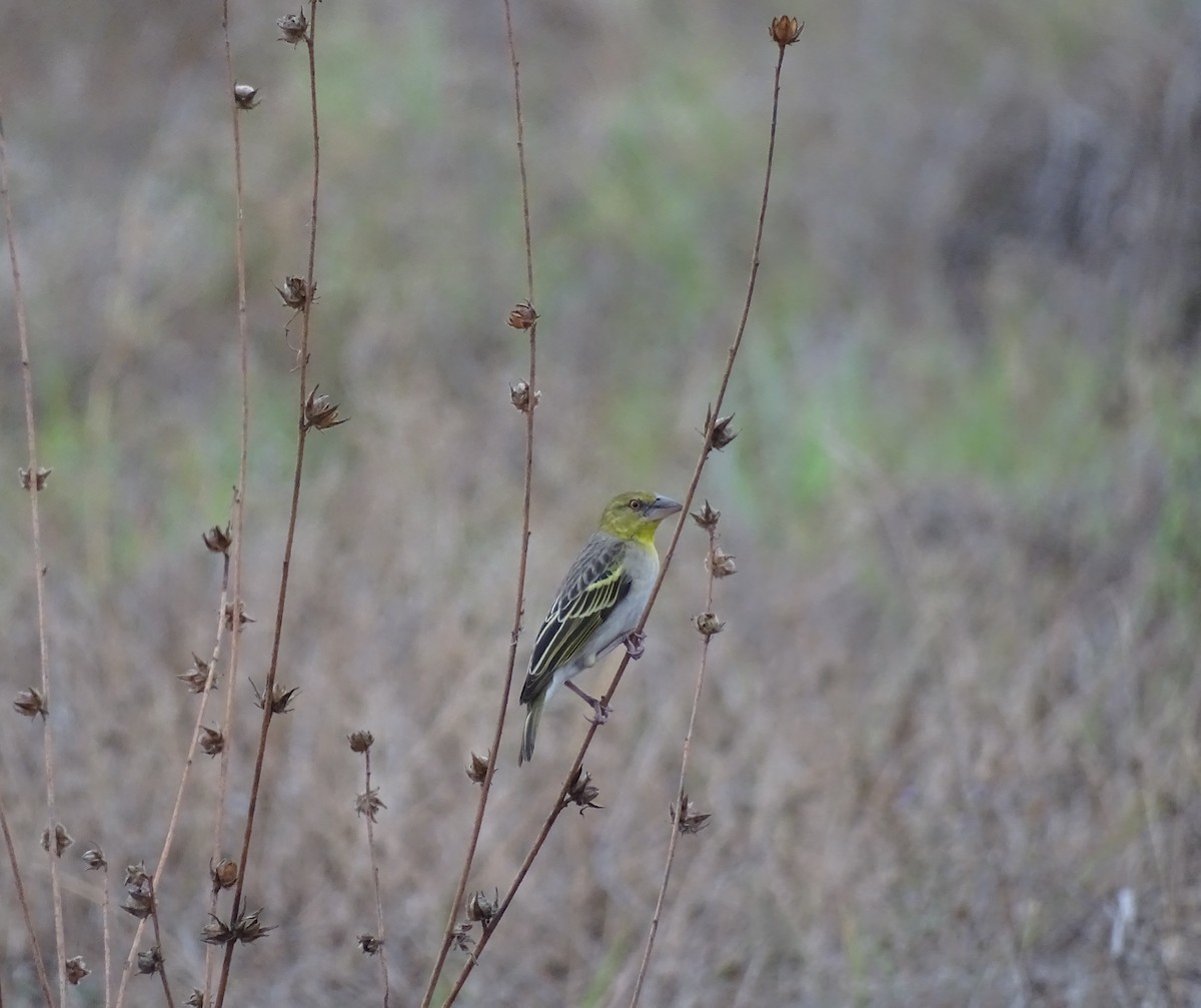 snovač zahradní - ML625329874
