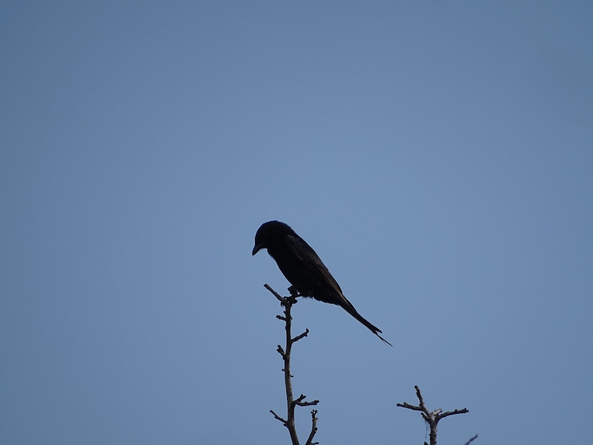 drongo africký - ML625329892
