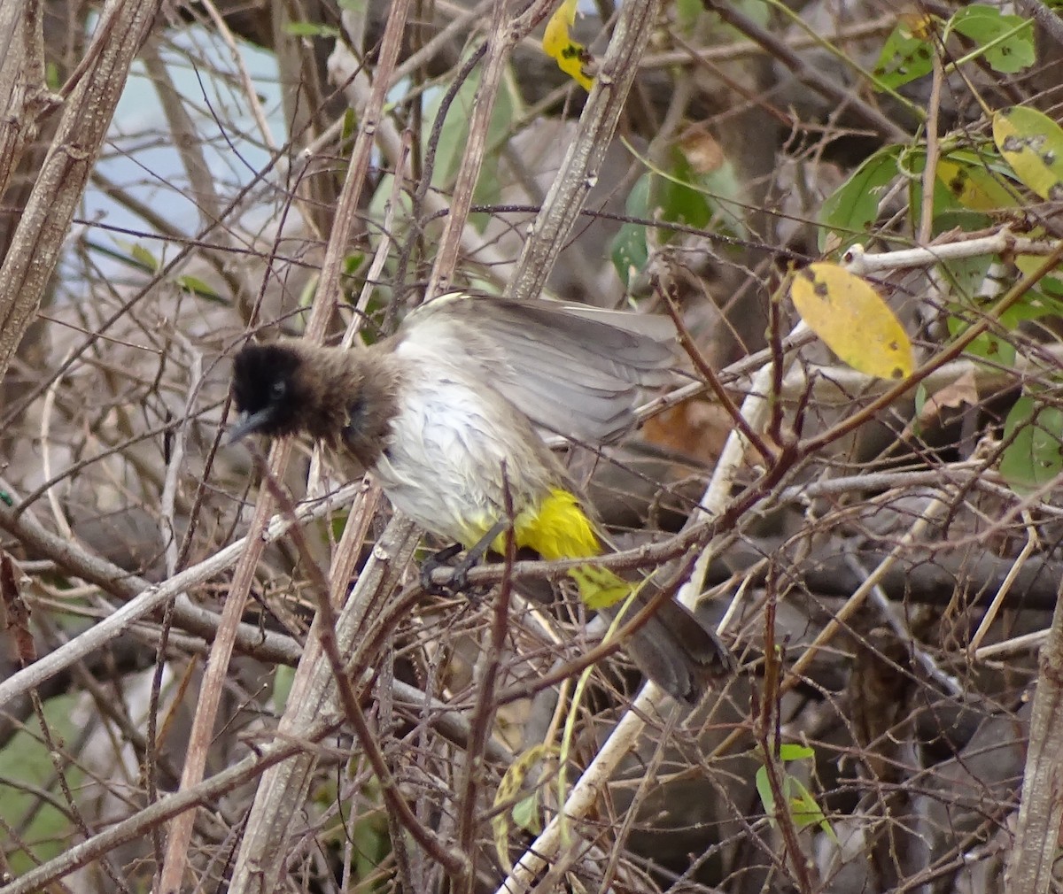 bulbul zahradní - ML625329906