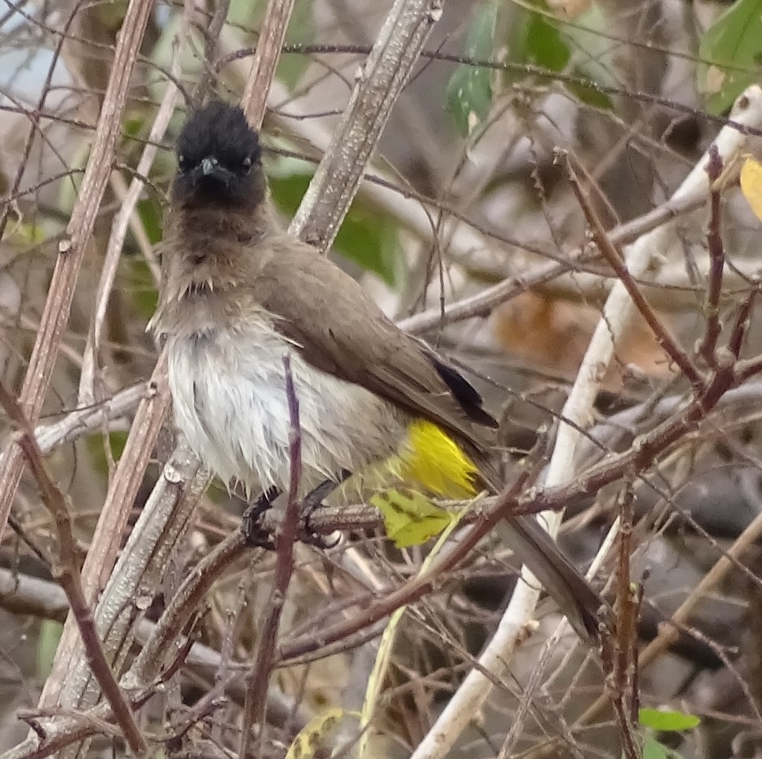 bulbul zahradní - ML625329916