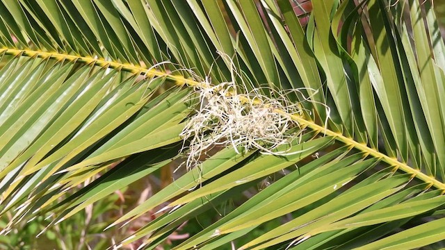 Southern Masked-Weaver - ML625329921