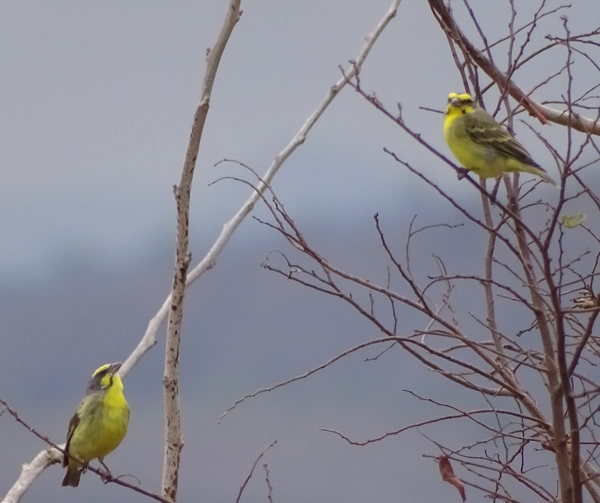 zvonohlík žlutočelý - ML625329944