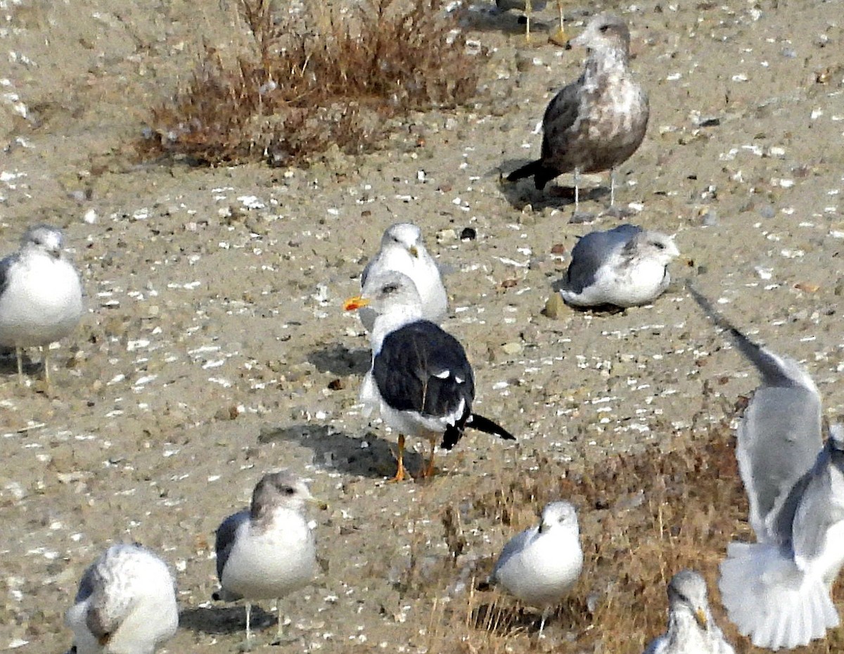 Lesser Black-backed Gull - ML625329952