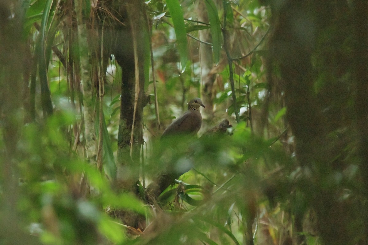 White-faced Quail-Dove - ML625329953