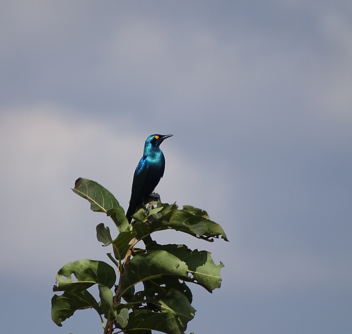 Greater Blue-eared Starling - ML625329961