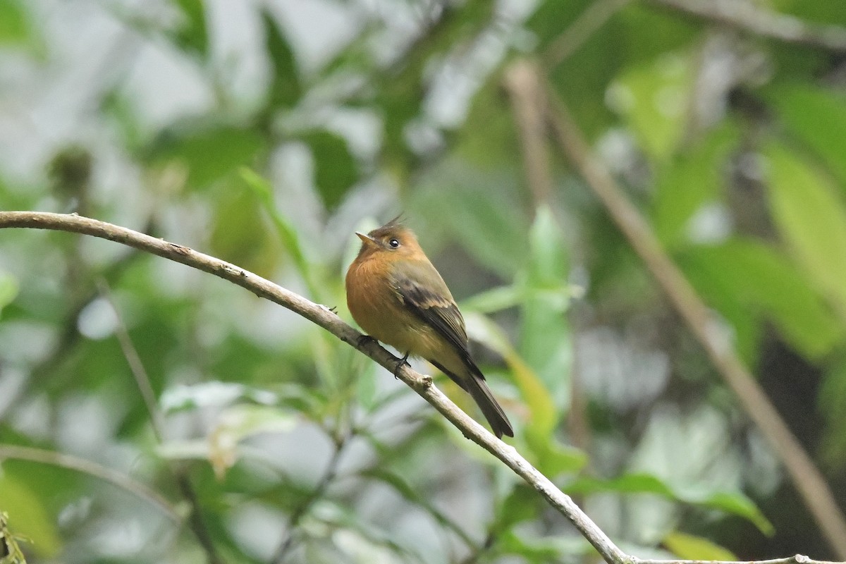 Tufted Flycatcher - ML625329963