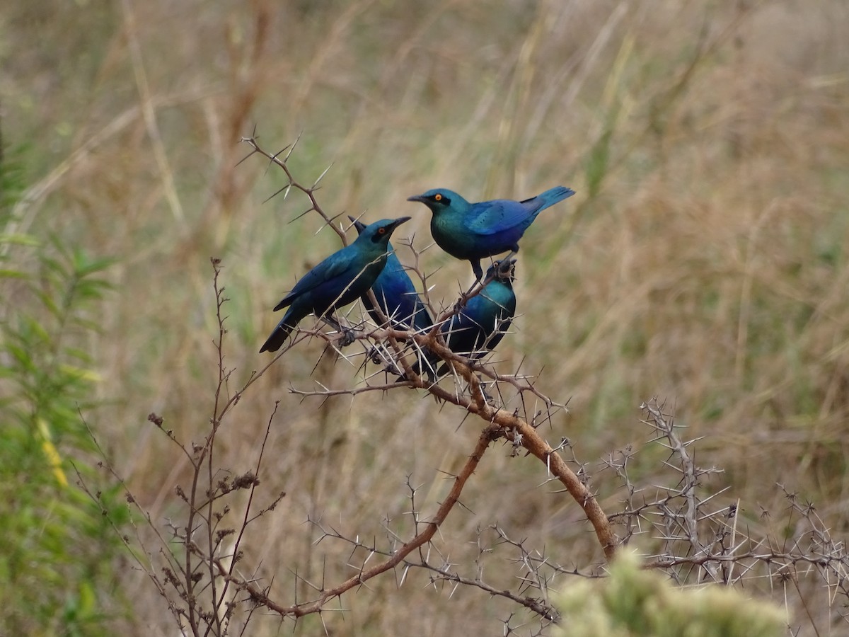 Greater Blue-eared Starling - ML625329980