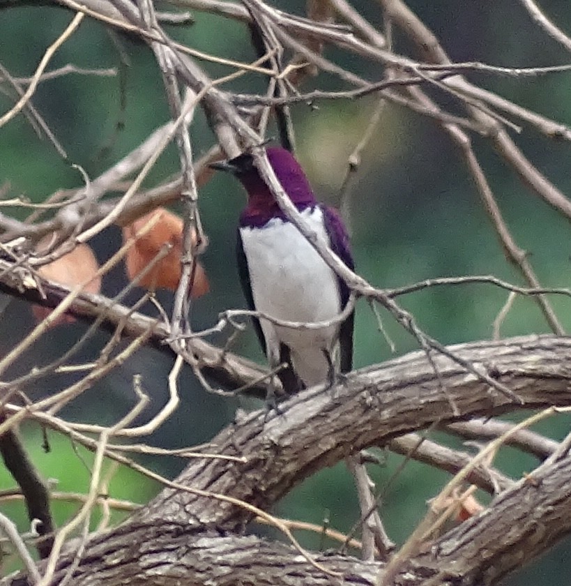 leskoptev bělobřichá - ML625329987