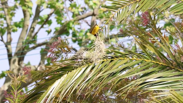 Southern Masked-Weaver - ML625330031