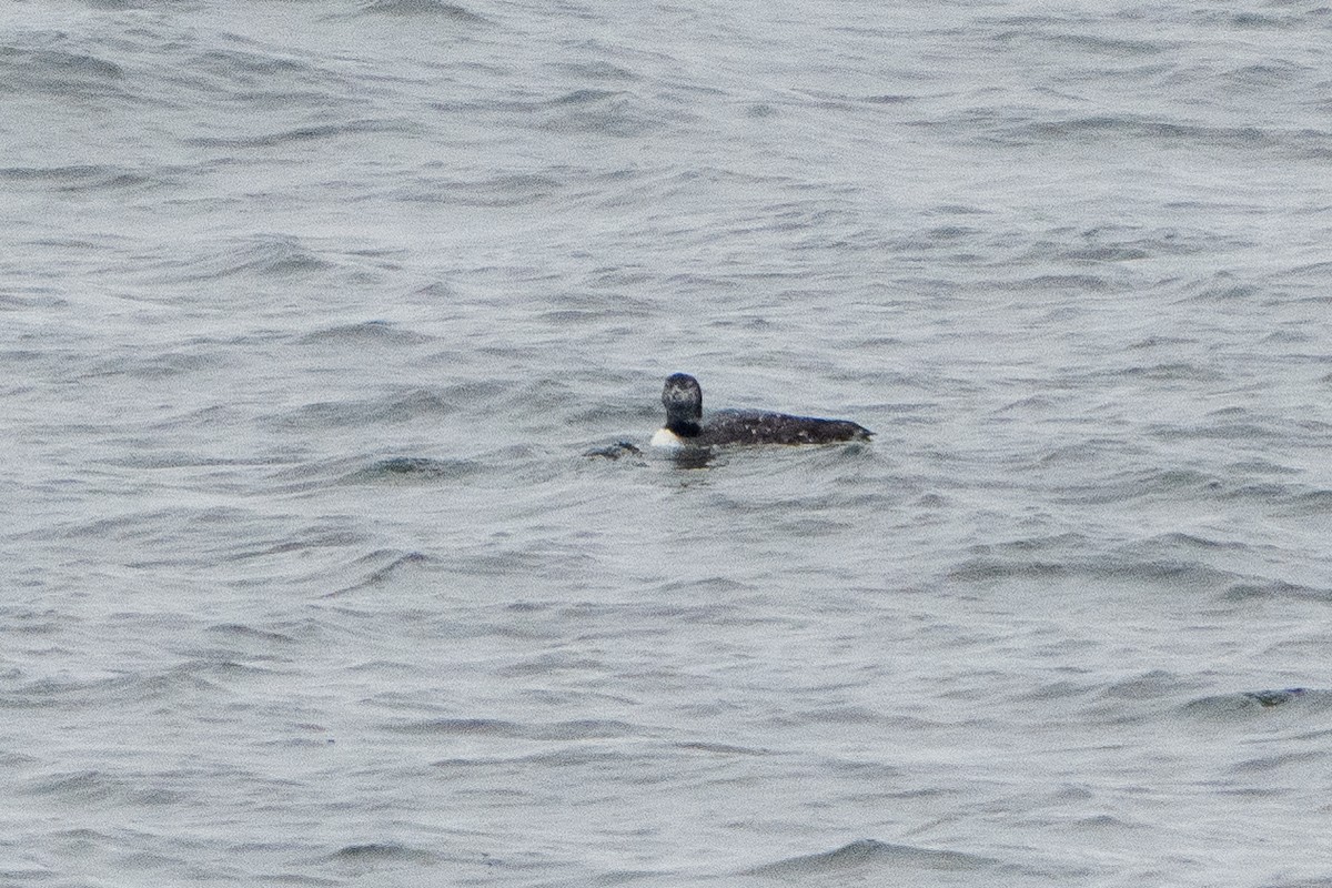 Common Loon - ML625330117