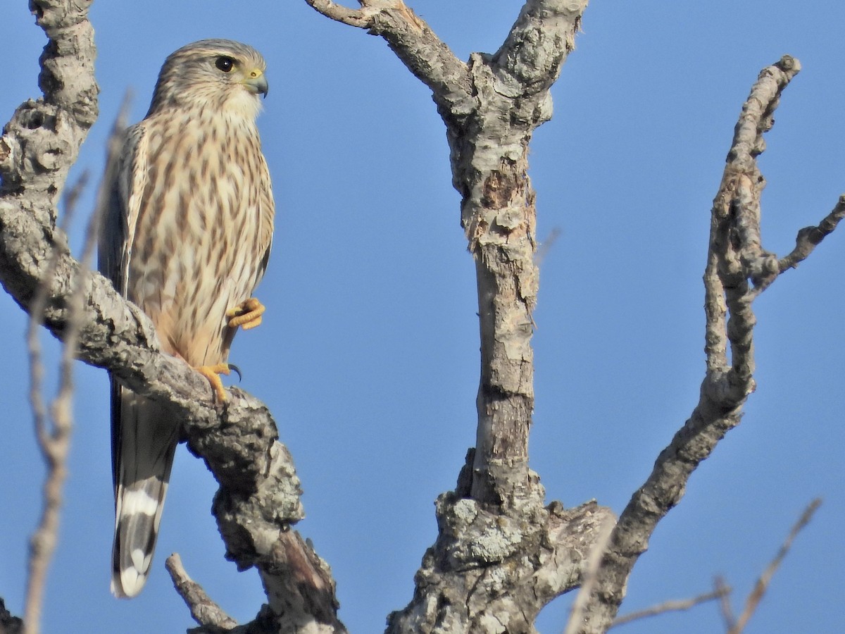 Merlin (Prairie) - ML625330187