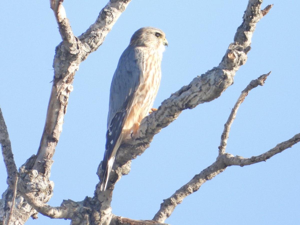 Merlin (Prairie) - ML625330200