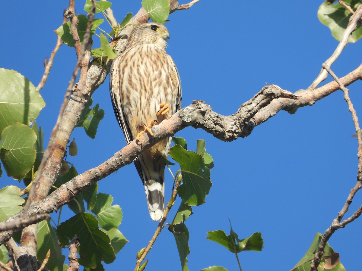 Merlin (Prairie) - ML625330225