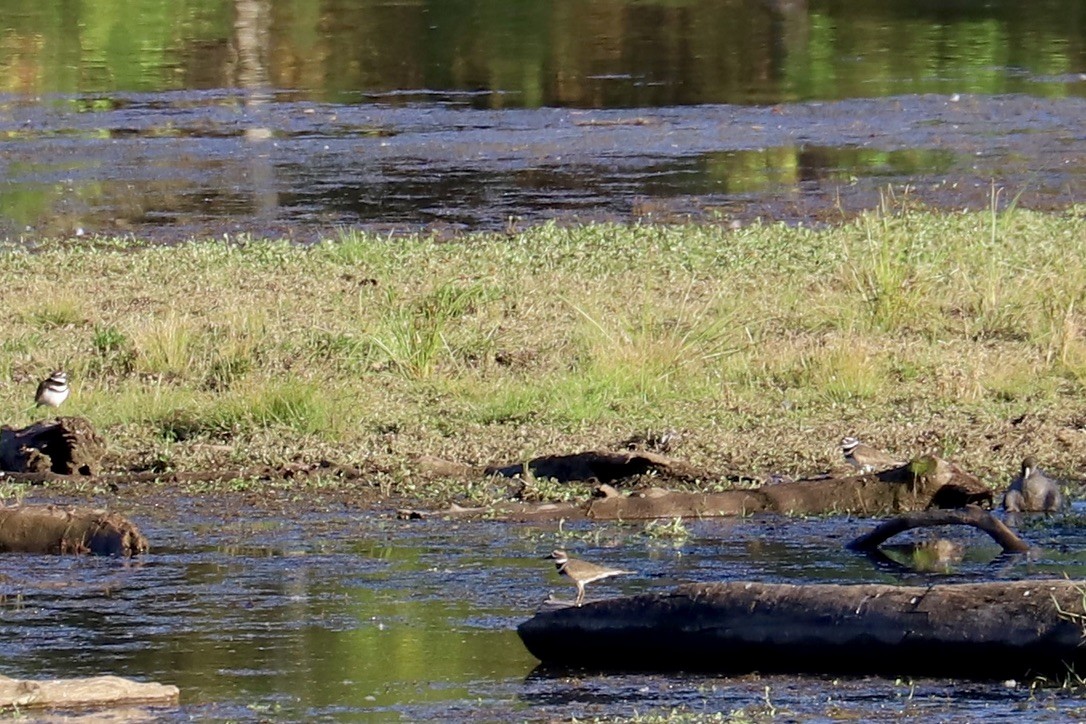 Killdeer - ML625330280