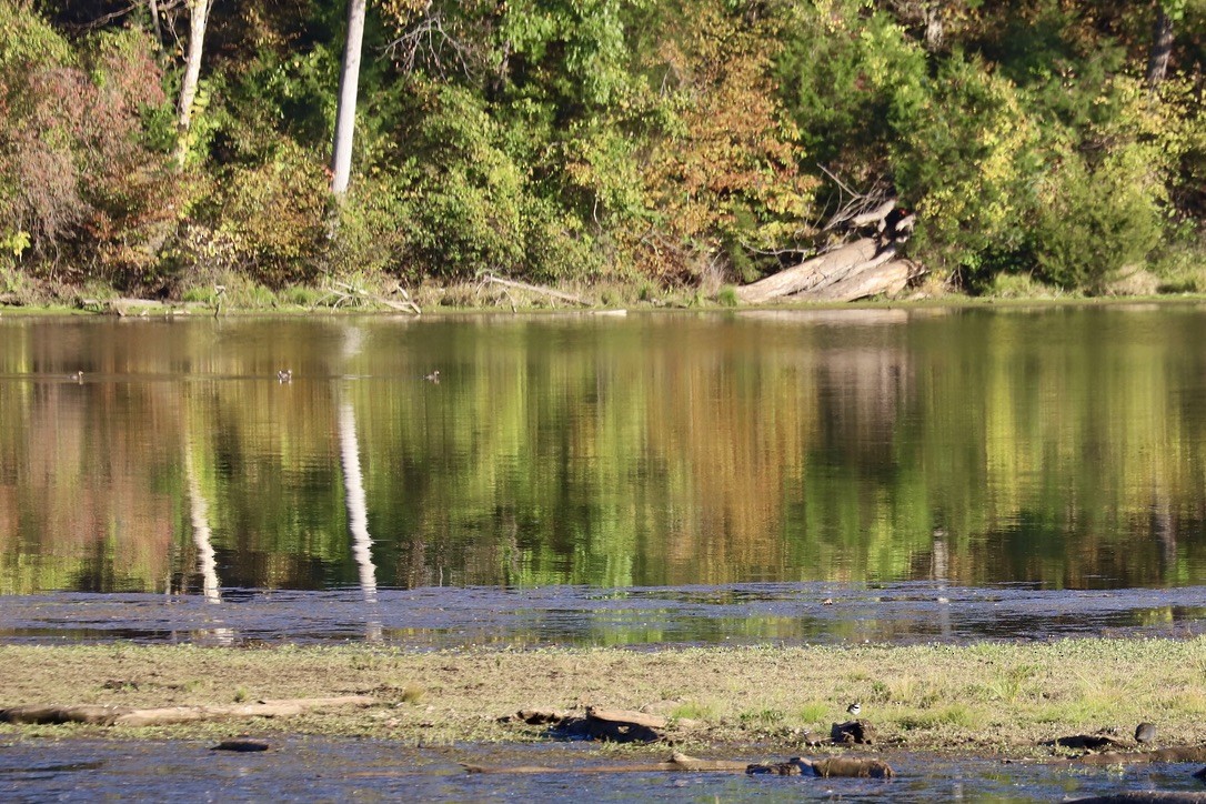 Pied-billed Grebe - ML625330281