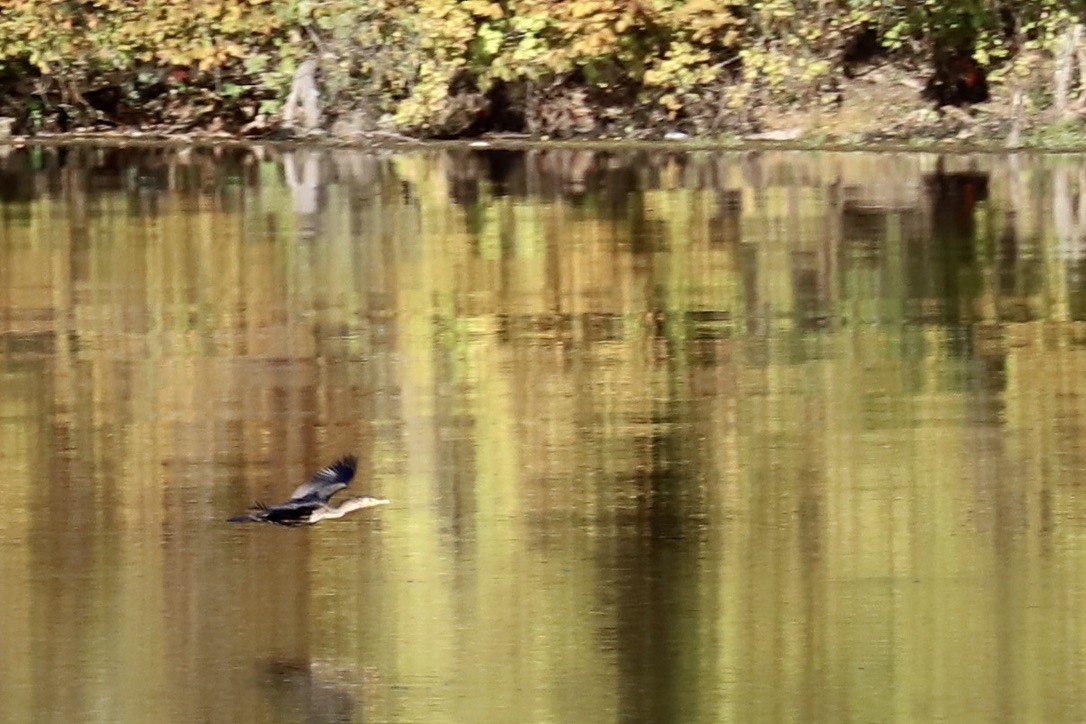 Double-crested Cormorant - ML625330282