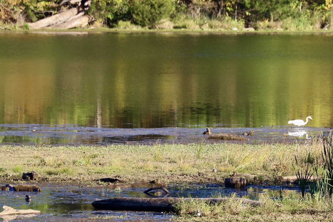 Killdeer - ML625330284